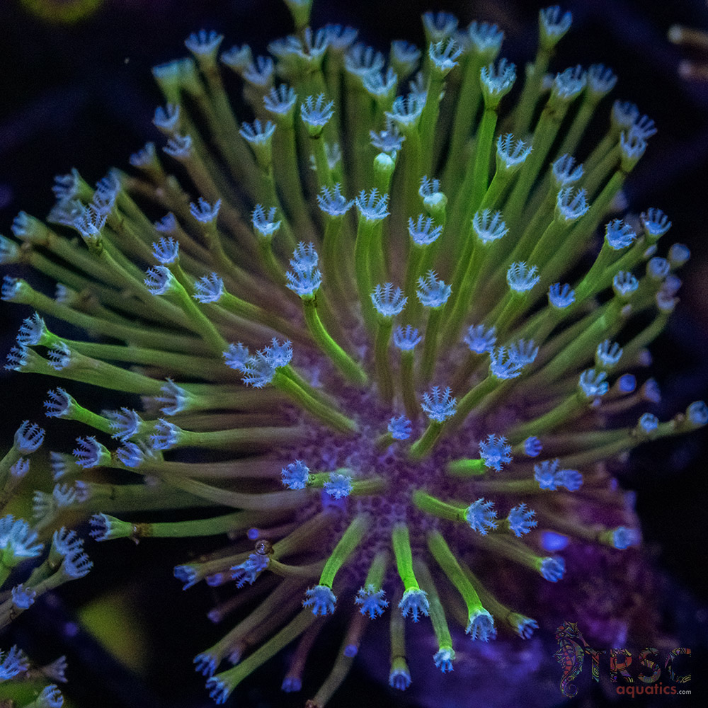 Weeping Willow Frag X04 3 Weeping Willow Frag X04