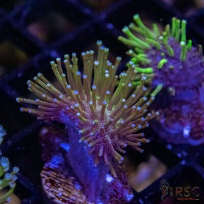 Weeping Willow Frag X05