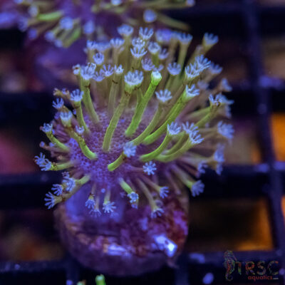 Weeping Willow Frag X06