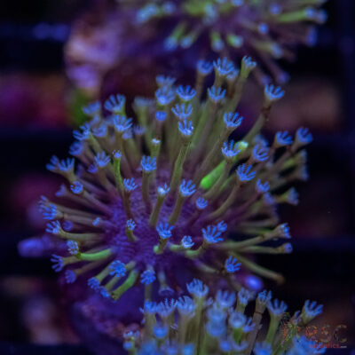 Weeping Willow Frag X07