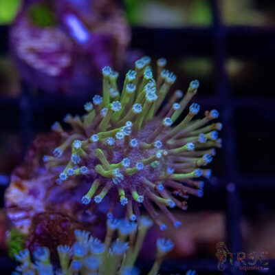 Weeping Willow Frag X08