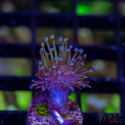 Weeping Willow Frag X09