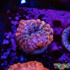 Rainbow Cynarina/Indophyllia A06