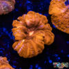 TR 0501326 LPS B02