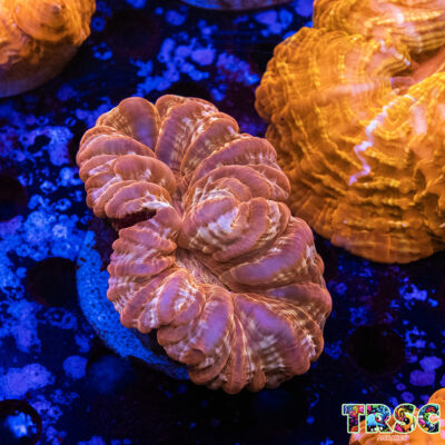 Red Cynarina/Indophyllia  B03