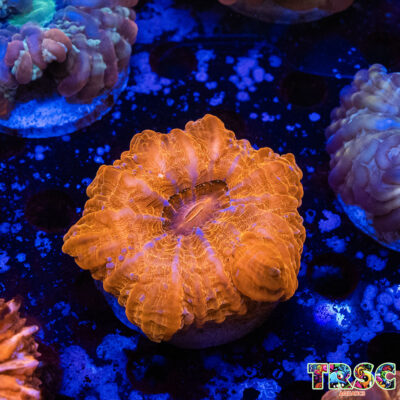 Red Cynarina B04