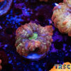 TR 0501326 LPS B05