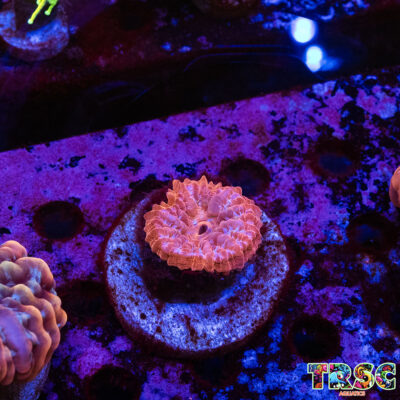 Red Cynarina B06