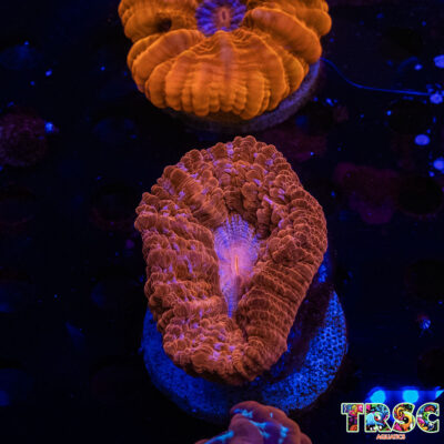 Red Cynarina C01