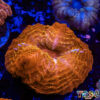 TR 0501326 LPS C03