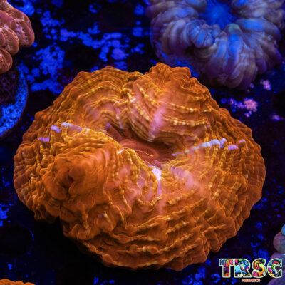 Red Cynarina C03