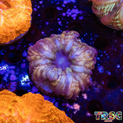 Rainbow Cynarina/Indophyllia C04