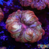 Rainbow Cynarina/Indophyllia C05