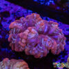 TR 0501326 LPS C06