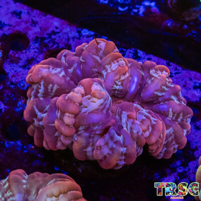 Rainbow Cynarina/Indophyllia C06