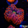 TR 0501326 LPS D01