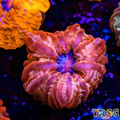 Rainbow Cynarina/Indophyllia  D02