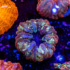 TR 0501326 LPS D03