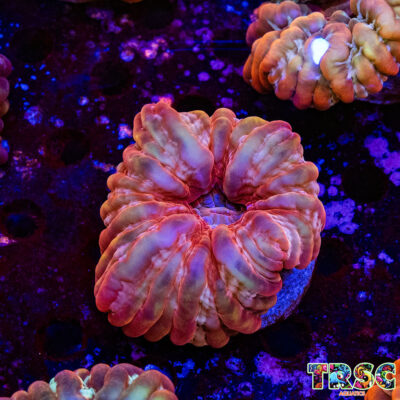 Rainbow Cynarina/Indophyllia  D04