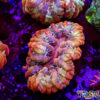 TR 0501326 LPS D05