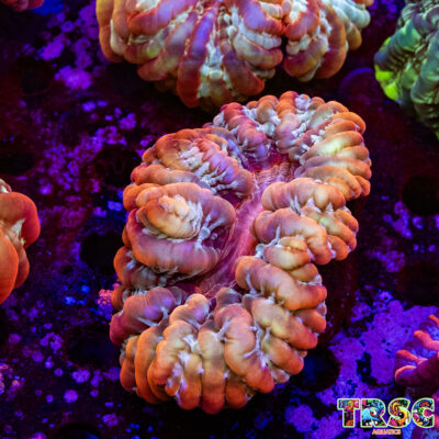 Rainbow Cynarina/Indophyllia  D05