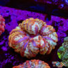 TR 0501326 LPS D06