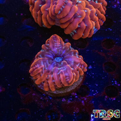 Rainbow Cynarina/Indophyllia  E01