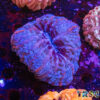 TR 0501326 LPS E02