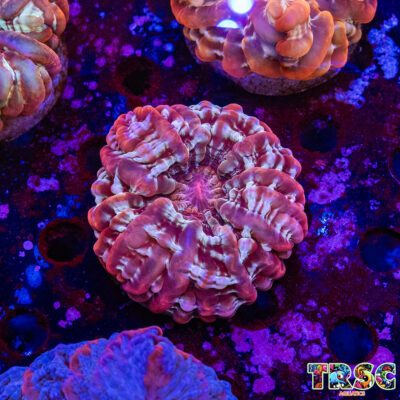 Rainbow Cynarina/Indophyllia  E03