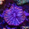 TR 0501326 LPS E05