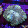 TR 0501326 LPS E06