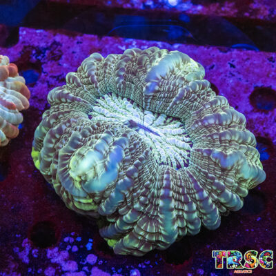 Green Cynarina/Indophyllia  E06