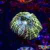 TR 0501326 LPS F01