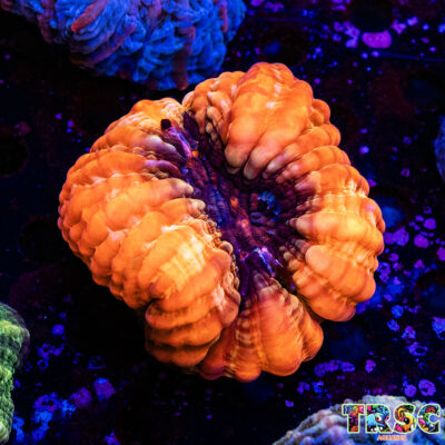Red Orange Cynarina/Indophyllia D02