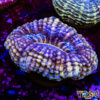 Green Acanthophyllia D04