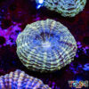 TR 0501326 LPS F05