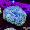 TR 0501326 LPS F06