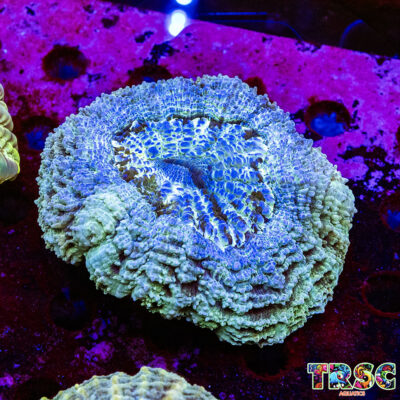 Green Acanthophyllia D06