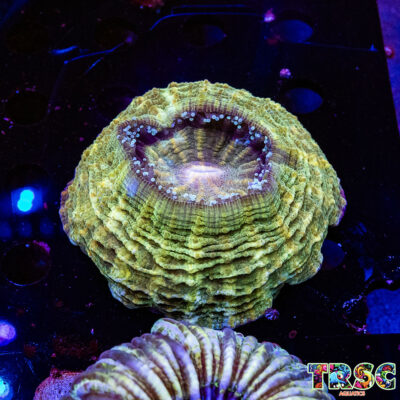 Green Acanthophyllia G01