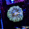 TR 0501326 LPS G02