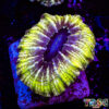 TR 0501326 LPS G03