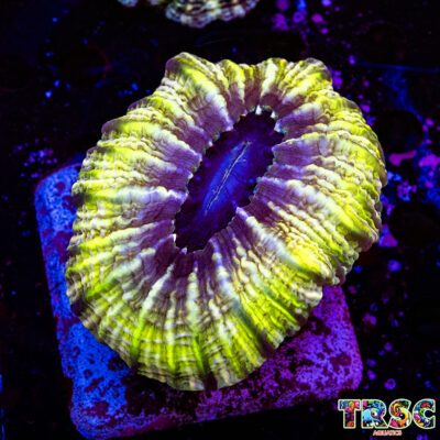 Green Acanthophyllia G03