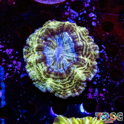Green Acanthophyllia G04