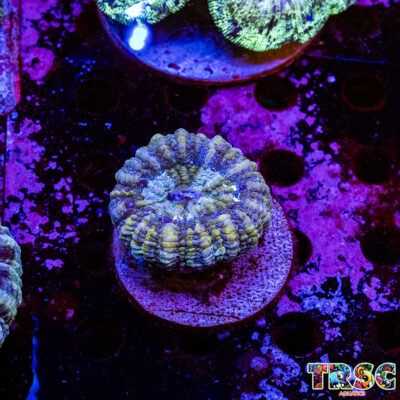 Green Acanthophyllia G05
