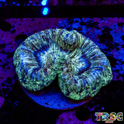 Green Acanthophyllia G06