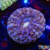 TR 0501326 LPS H02