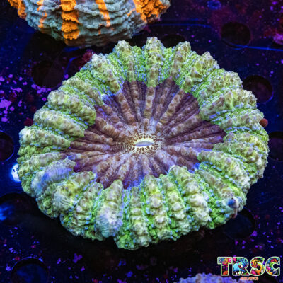 Green Acanthophyllia H03