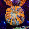 TR 0501326 LPS H04