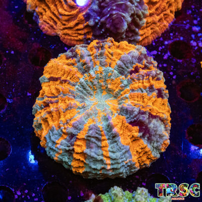 Master Acanthophyllia H04