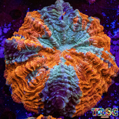 Master Acanthophyllia H05